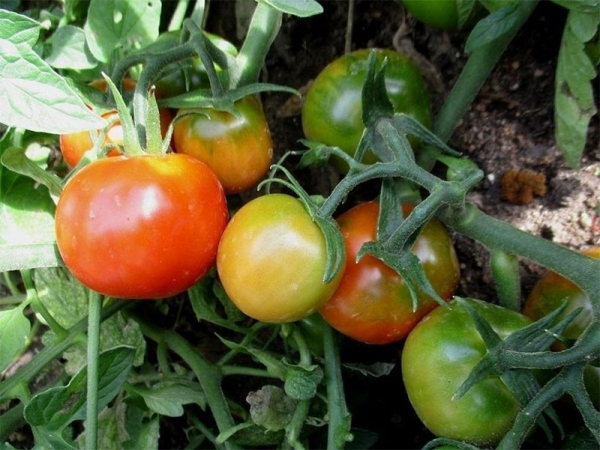 Неприхотливый сорт помидор Взрыв дает до 4 кг плодов при выращивании в любом климате